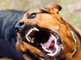 Θρίλερ στον Πειραιά: Σκύλος δάγκωσε στο κεφάλι 2χρονο κοριτσάκι