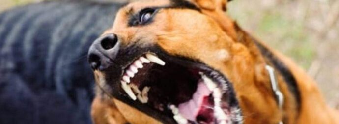 Θρίλερ στον Πειραιά: Σκύλος δάγκωσε στο κεφάλι 2χρονο κοριτσάκι
