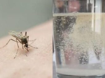 Το κόλπο της γιαγιάς – Τέλος τα κουνούπια για όλο το καλοκαίρι με αυτά τα 3 υλικά
