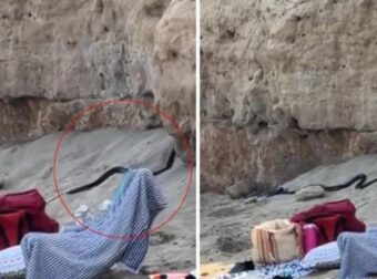 ΣΟΚ ΣΕ ΠΑΣΙΓΩΝΣΤΗ ΠΑΡΑΛΙΑ ΓΕΜΑΤΗ ΚΟΣΜΟ: ΤΕΡΑΣΤΙΑ ΜΑΥΡΑ ΦΙΔΙΑ ΕΜΦΑΝΙΣΤΗΚΑΝ ΑΠΟ ΤΟ ΠΟΥΘΕΝΑ ΚΙ… ΕΚΟΒΑΝ ΒΟΛΤΕΣ ΑΝΑΜΕΣΑ ΣΤΟΥΣ ΛΟΥΟΜΕΝΟΥΣ