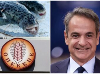 Έκρηξη κατά Μητσοτάκη: «Φοβάσαι νέο ΟΠΕΚΕΠΕ στη θάλασσα και δεν παίρνεις μέτρα για τους λαγοκέφαλους;»