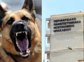 Πανικός στο Ηράκλειο: Ένα 9χρονο παιδί δέχθηκε επίθεση από λυκόσκυλο – Μεταφέρθηκε μέσα στα αίματα στο νοσοκομείο