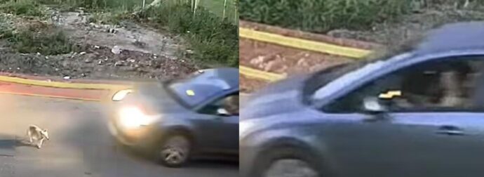 Γαστούνη: Αυτό είναι το πρόστιμο που θα πληρώσει η 60χρονη μετά την απολογία της για τη θανάτωση του σκύλου