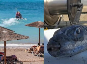 Λαγοκέφαλος δάγκωσε λουόμενη στην Χαλκιδική: «Δεν με άφηνε, κοιτάω και βλέπω ένα τεράστιο ψάρι» – Δείτε το βίντεο με την μαρτυρία