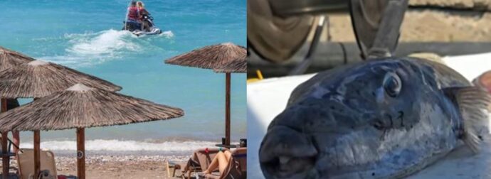 Λαγοκέφαλος δάγκωσε λουόμενη στην Χαλκιδική: «Δεν με άφηνε, κοιτάω και βλέπω ένα τεράστιο ψάρι» – Δείτε το βίντεο με την μαρτυρία