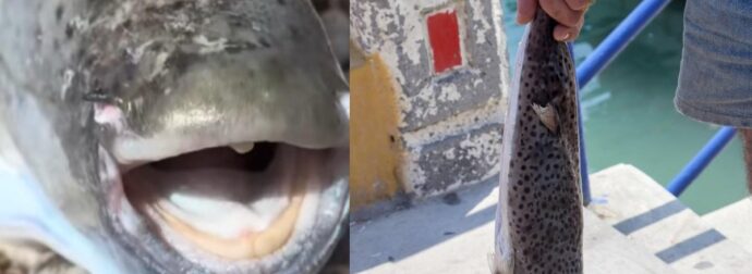 Το TikΤοk για τον λαγοκέφαλο: Τα viral βίντεο με τον πρωταγωνιστή του ελληνικού καλοκαιριού – «Μου έφαγε το πόδι..»