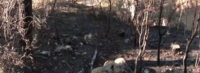 Κορινθία: Πρώην υποψήφια βουλευτής η 57χρονη που συνελήφθη για εμπρησμό – Το βίντεο-ντοκουμέντο που την «έκαψε» και οι απίστευτες δικαιολογίες της!