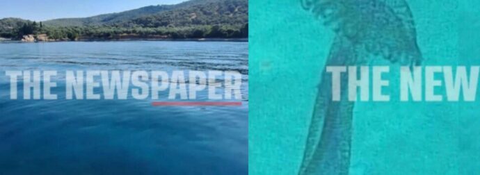 Μωβ μέδουσες σε διάσημη ελληνική παραλία: Έκπληκτοι οι λουόμενοι, βγήκαν άρον άρον από την θάλασσα – Δείτε φωτογραφίες