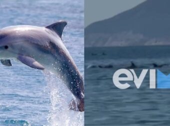 Μοναδικό βίντεο από την Εύβοια: Δείτε δελφίνια να κολυμπάνε δίπλα σε λουόμενους