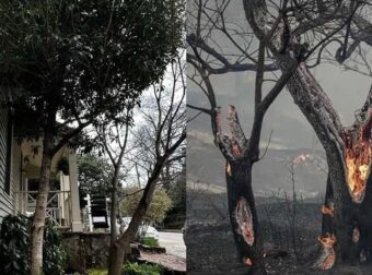 Πυροπροστασία σπιτιού: Τα δέντρα που μπορούν να μειώσουν τον κίνδυνο εξάπλωσης της φωτιάς
