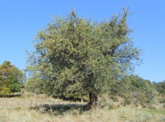 Γκορτσιά: Το ξεχασμένο αγριοαχλάδι της ελληνικής υπαίθρου – Οι χρήσεις και οι ιδιότητές του