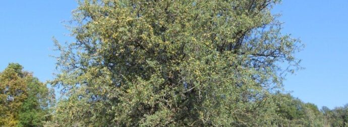 Γκορτσιά: Το ξεχασμένο αγριοαχλάδι της ελληνικής υπαίθρου – Οι χρήσεις και οι ιδιότητές του