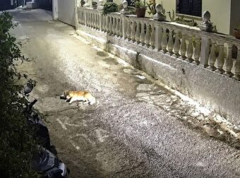 Κέρκυρα: Στον εισαγγελέα ο οδηγός για τον θάνατο του σκύλου – Αντιμέτωπος με κάθειρξη έως 10 έτη