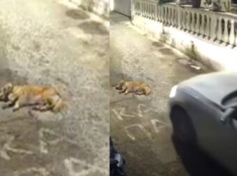 «Δεν ήθελα να το πατήσω»: Τι κατέθεσε η οδηγός που σκότωσε με το αυτοκίνητό της το σκυλάκι στην Κέρκυρα