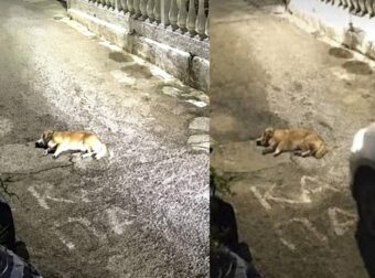 Φρίκη στην Κέρκυρα: Καταγγελία για την 44χρονη που σκότωσε το σκυλάκι με το αμάξι – Το έχει ξανακάνει στο παρελθόν στην ίδια οικογένεια