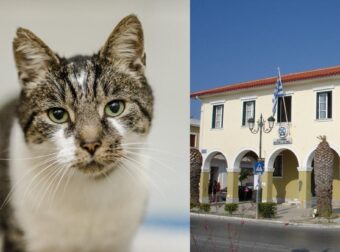 Κτηνωδία στην Ζάκυνθο: Έδεσε γάτα σε τοιχίο και τη σκότωσε – Το πρόστιμο που της επιβλήθηκε